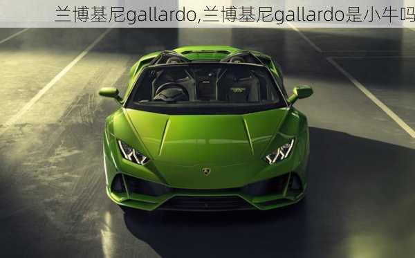 兰博基尼gallardo,兰博基尼gallardo是小牛吗