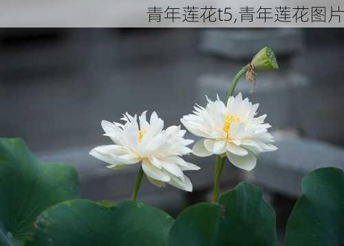 青年莲花t5,青年莲花图片